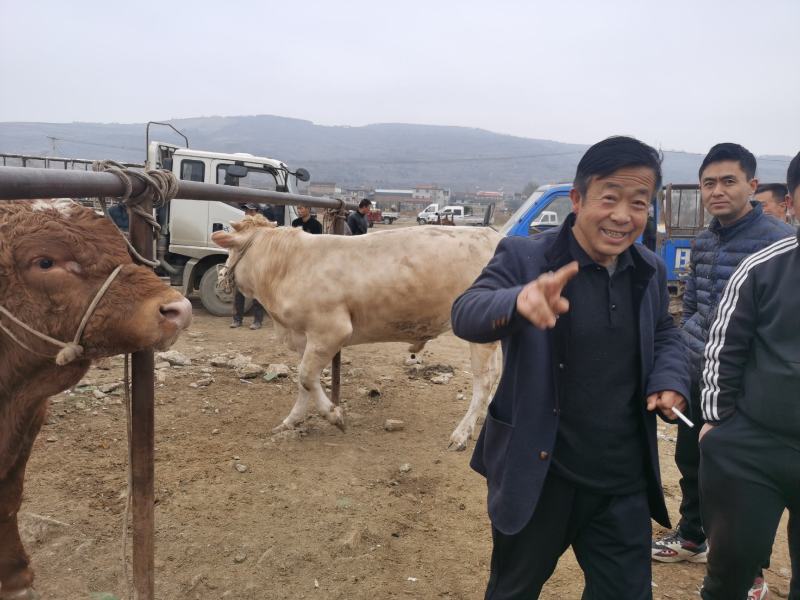 甘肃省陇南市礼县盐官镇交易员牛犊，量大从优，质量一等一，