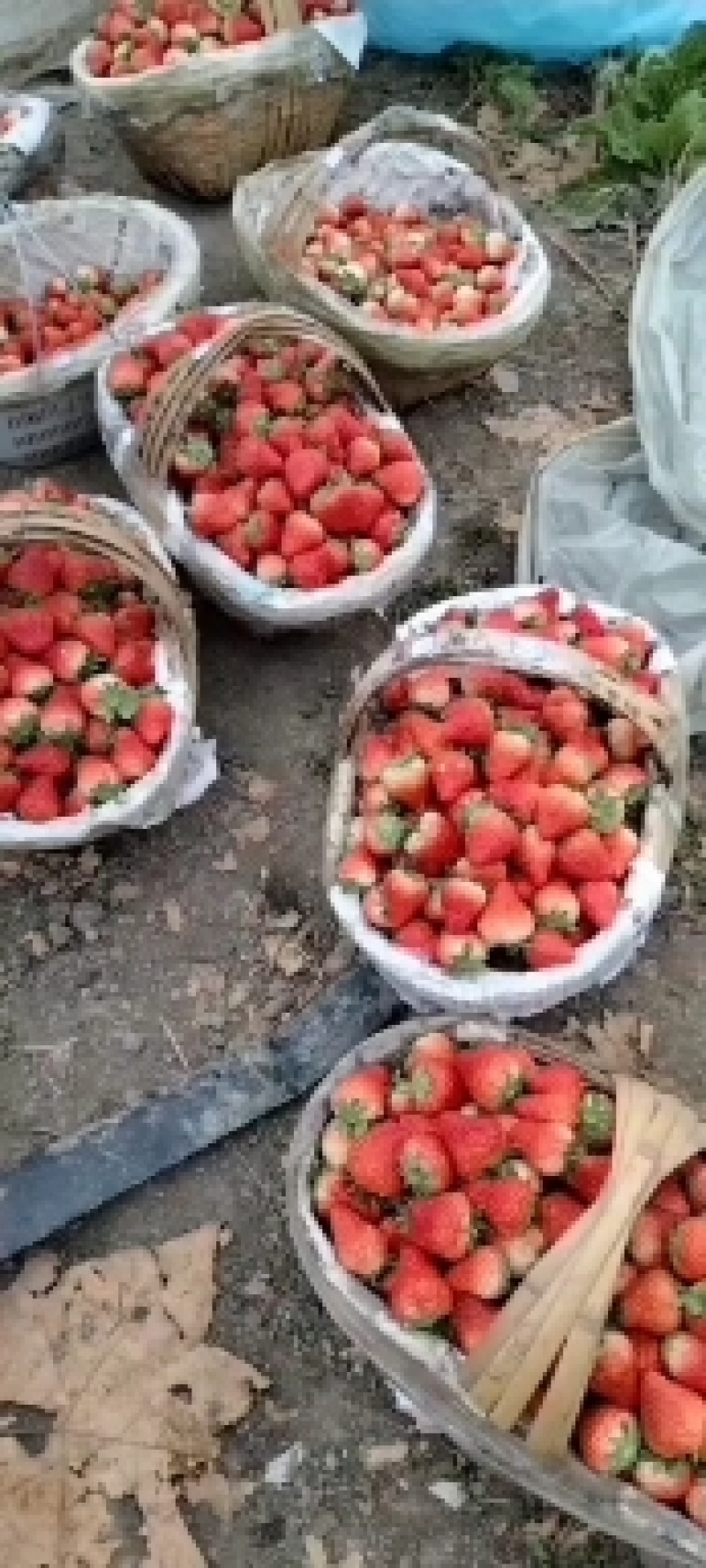 精品红颜草莓大量供应基地直发量大优惠对接商超市场