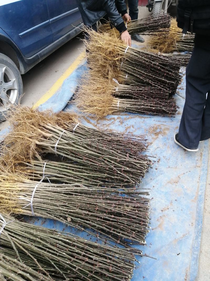 陇南武都伏椒大红袍花椒树苗