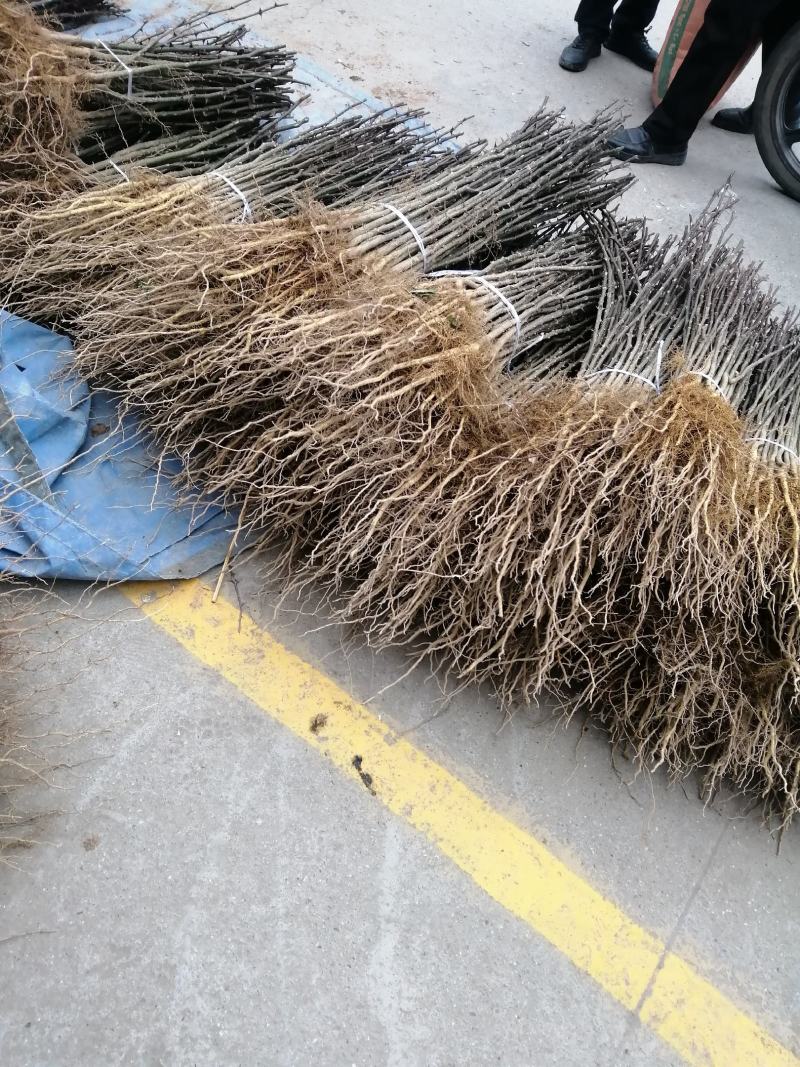 陇南武都伏椒大红袍花椒树苗