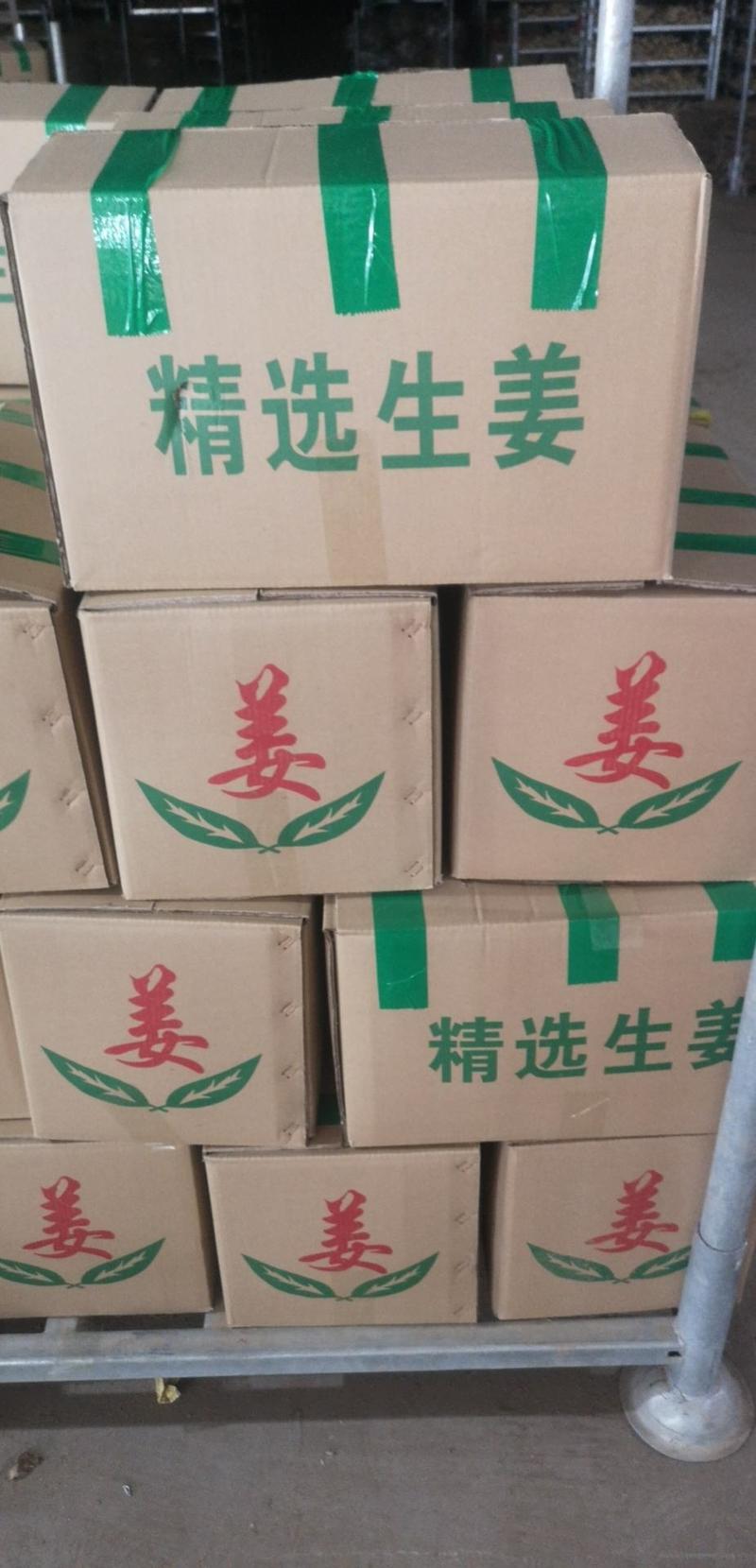 山东优质大黄姜姜种价格便宜货源充足。出芽旺盛。