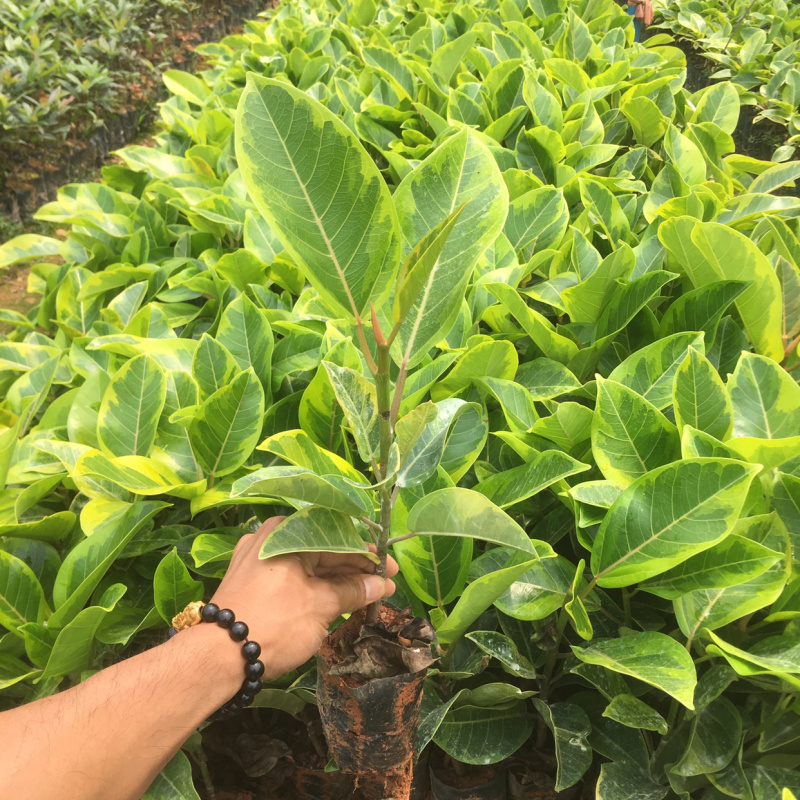 供应盆景盆栽植物，花叶富贵榕，花叶高山榕，斑叶榕