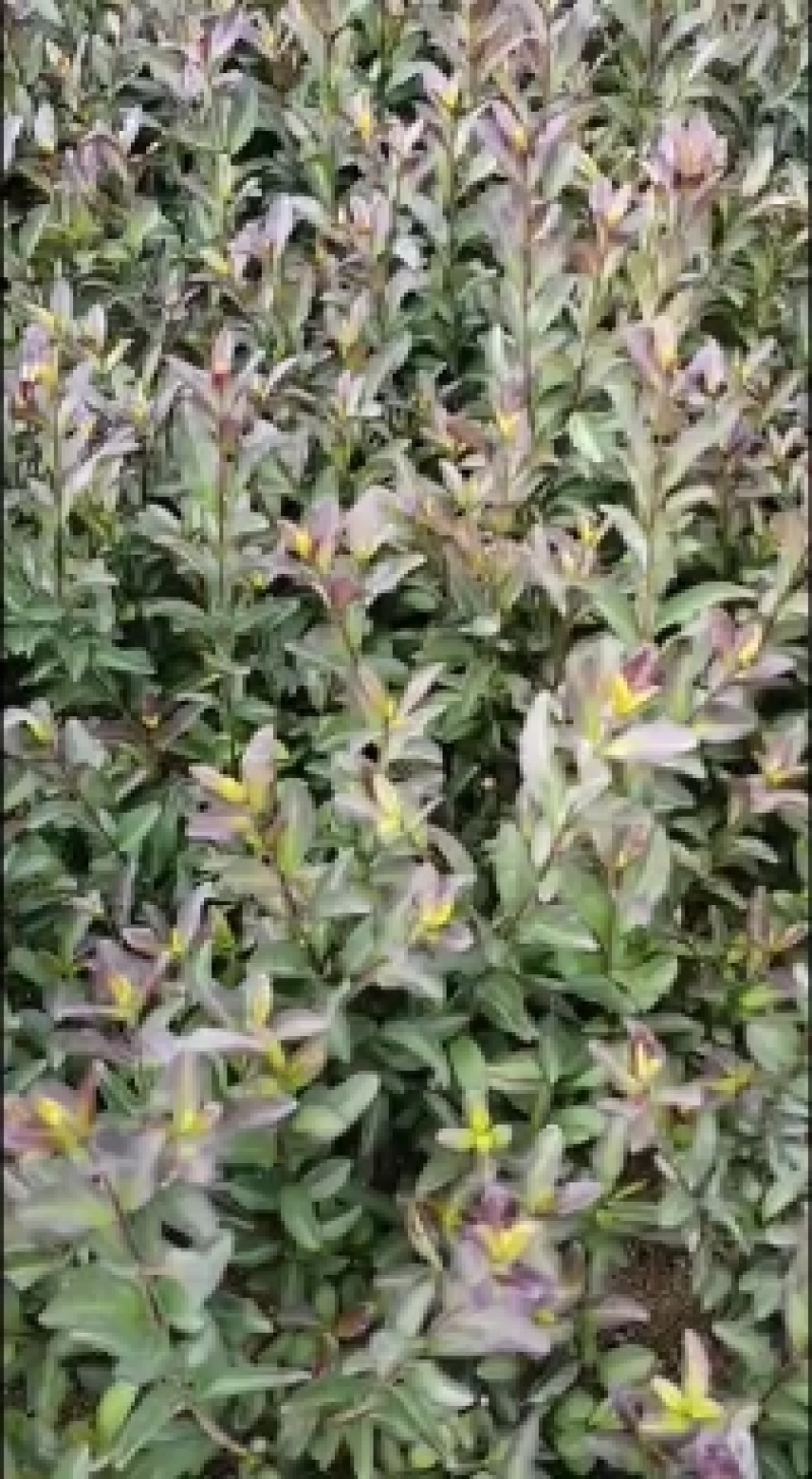 紫叶水腊扦插苗12公分至30公分高