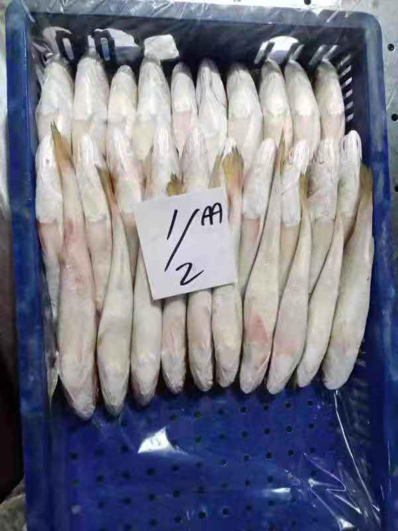 巴基斯坦白姑鱼100-200物美廉价，冷链物流配送全国