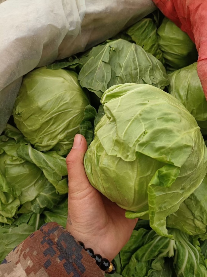 精品圆包菜，货源充足，发往个大市场，超市专供，产的直销