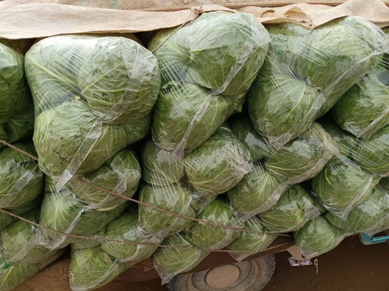 精品圆包菜，货源充足，发往个大市场，超市专供，产的直销