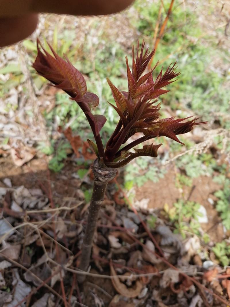 香椿种子红油香椿种子产地直销，常年提供芽苗菜用种