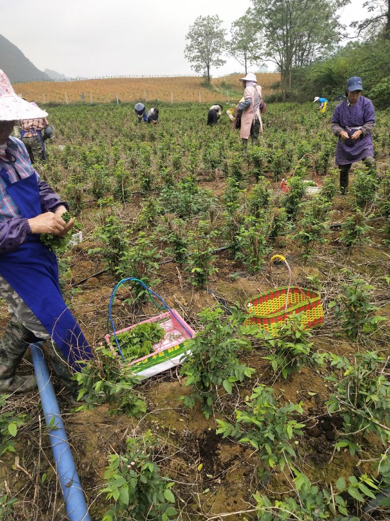 延缓衰老脆爽益肝树仔菜