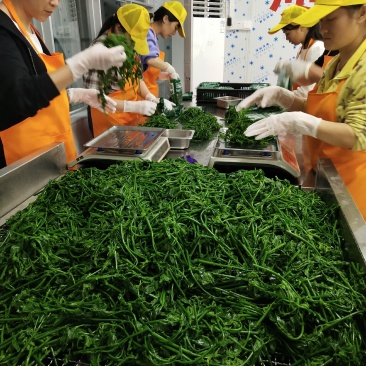 延缓衰老脆爽益肝树仔菜