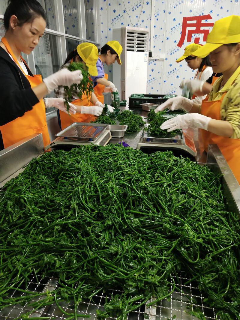延缓衰老脆爽益肝树仔菜