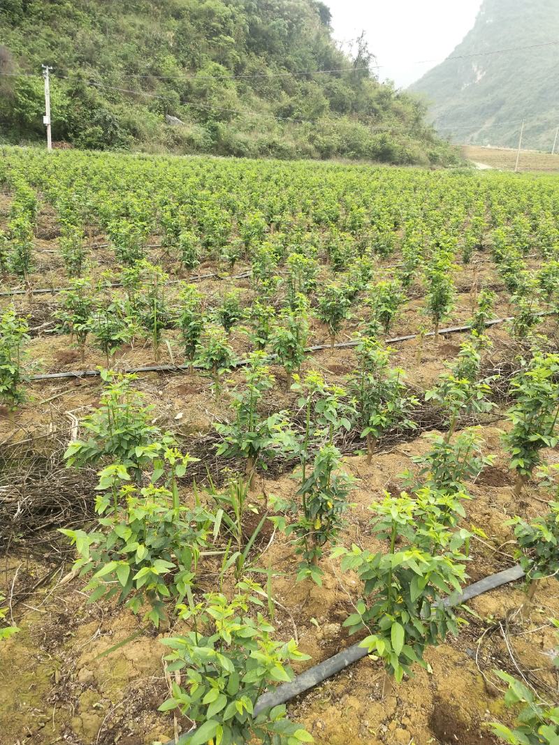 延缓衰老脆爽益肝树仔菜