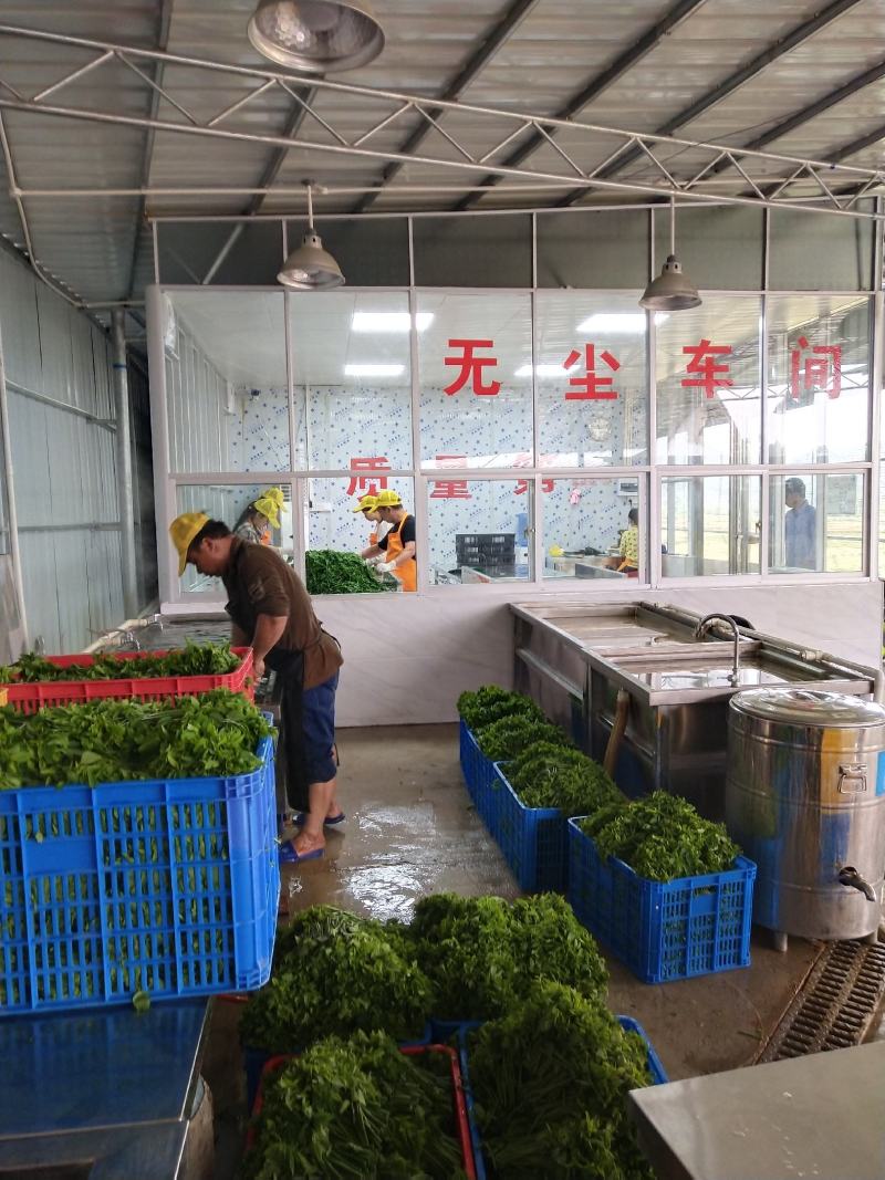 延缓衰老脆爽益肝树仔菜
