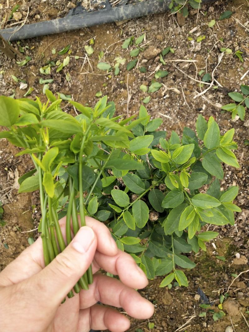 延缓衰老脆爽益肝树仔菜