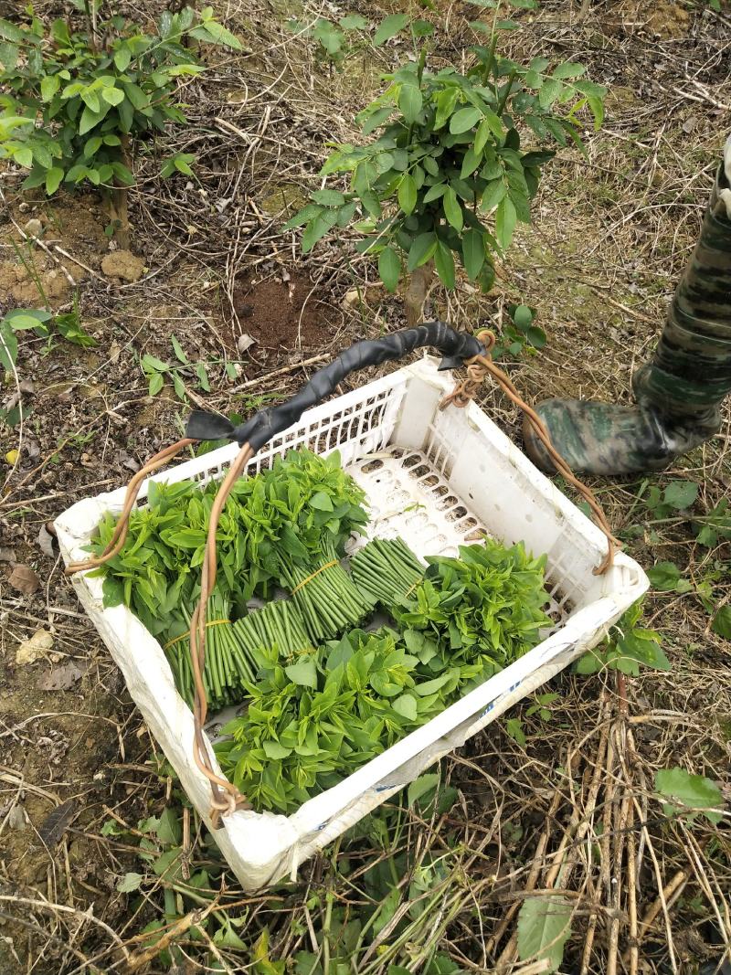延缓衰老脆爽益肝树仔菜