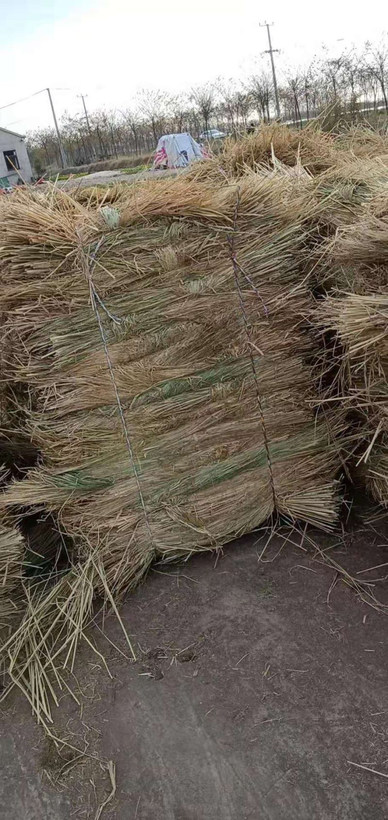 小方捆牛羊稻草。齐草。小麦秸秆。菌草。治沙草大量出售。