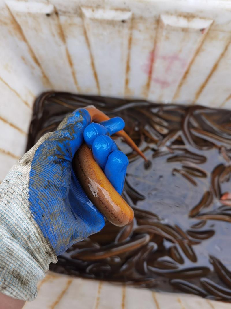 湖北鲜活精品黄鳝自然生长鲜活批发产地直供
