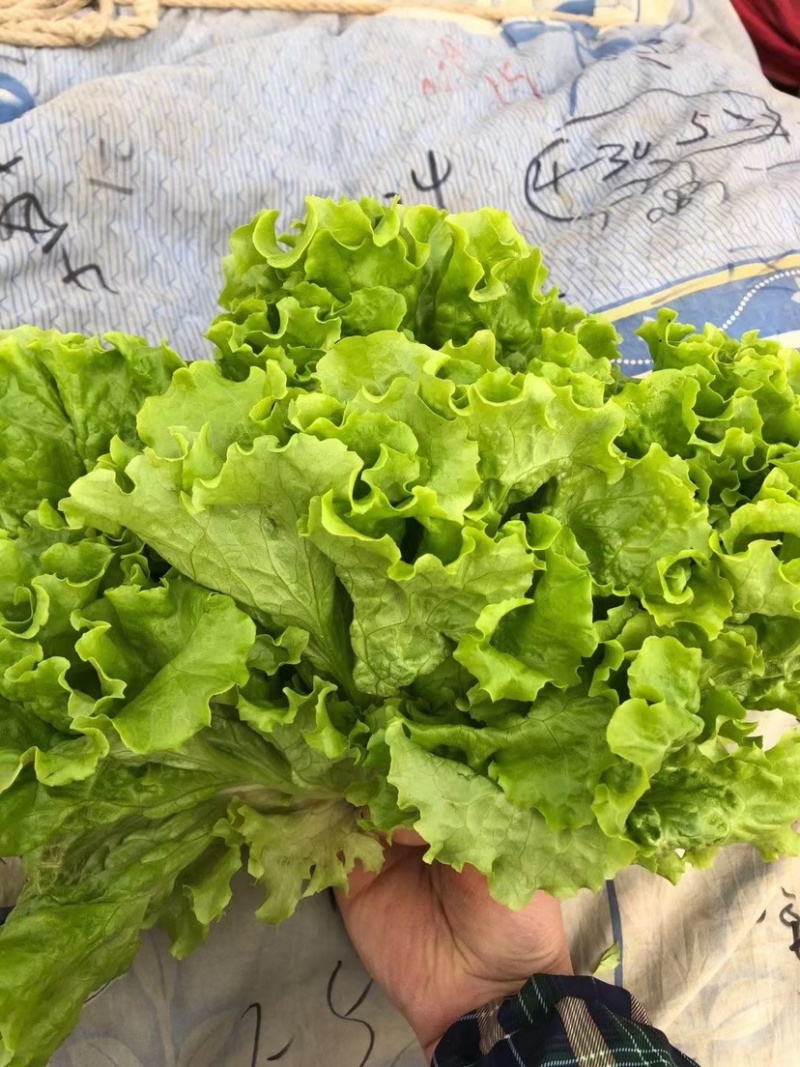 本地大量精品生菜上市，货源充足，质量一等，超市专供