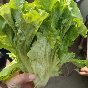 本地大量精品生菜上市，货源充足，质量一等，超市专供