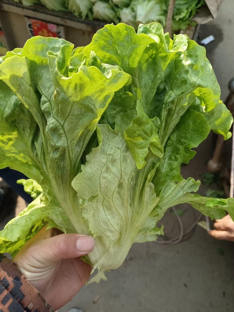 本地大量精品生菜上市，货源充足，质量一等，超市专供