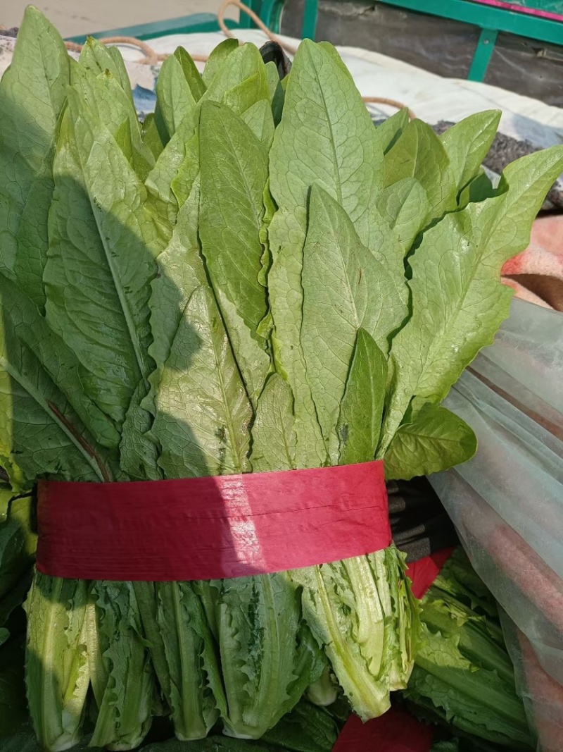 精品油麦菜，超市直供，货源充足，发往全国各大市场