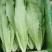 精品油麦菜，超市直供，货源充足，发往全国各大市场