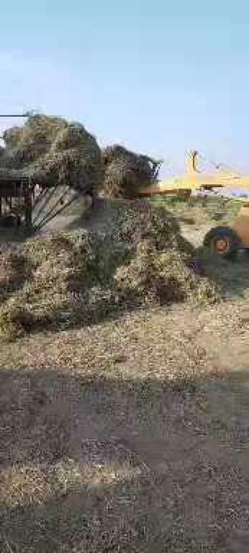优质花生秧牛羊草。花生颗粒大量出售。支持全国发货，包邮。