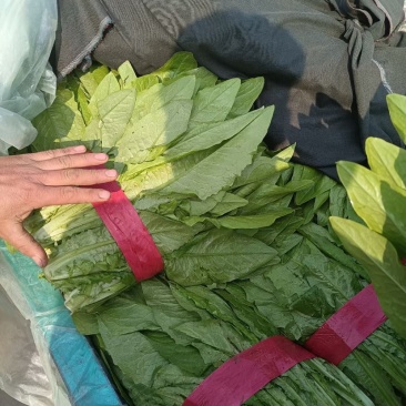 精品油麦菜，超市直供，货源充足，发往全国各大市场