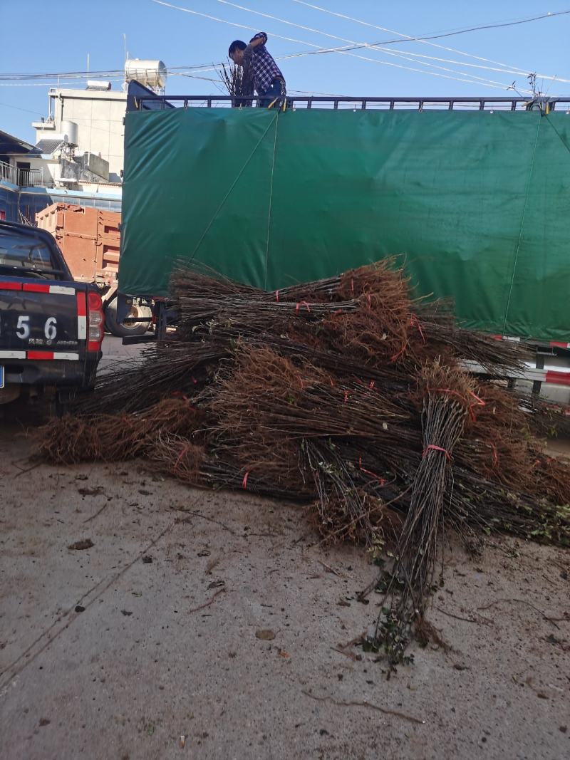 昭通丑糖心苹果树苗红露烟富华硕鲁丽