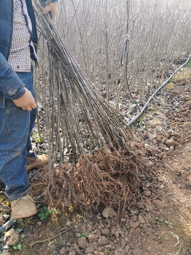 昭通丑糖心苹果树苗红露烟富华硕鲁丽