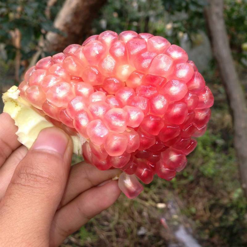 蒙自甜石榴绿籽石榴厚皮石榴观颜石榴代收代办一件代发