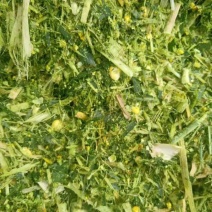 玉米秸秆。青储饲料黄储。小麦青秸秆玉米芯。大量出售。