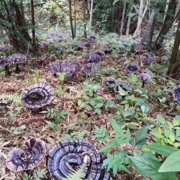 深山林下仿野生种植灵芝