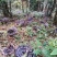 深山林下仿野生种植灵芝