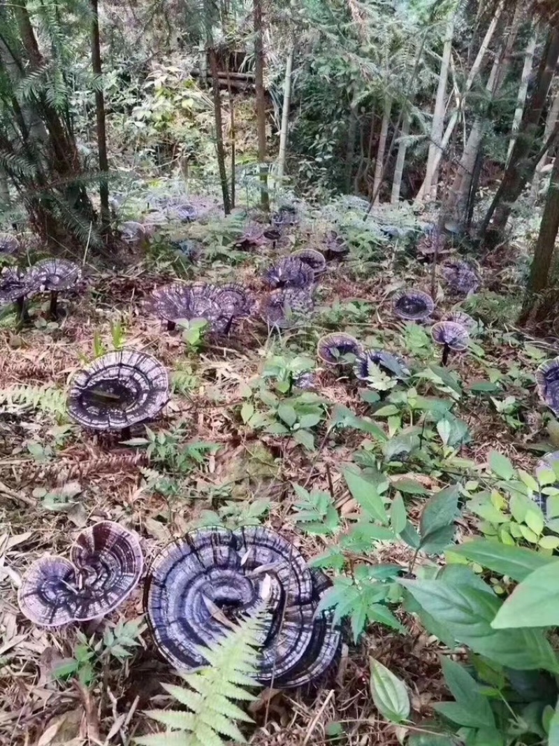 深山林下仿野生种植灵芝