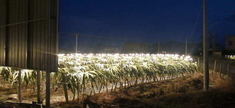 软枝大红火龙果大量上市，甜糯好吃，欢迎老板订购。