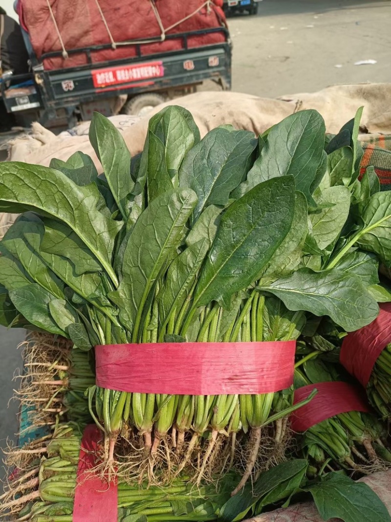 大棚精品菠菜，货源充足，发往各大市场超市专供，支持打冷