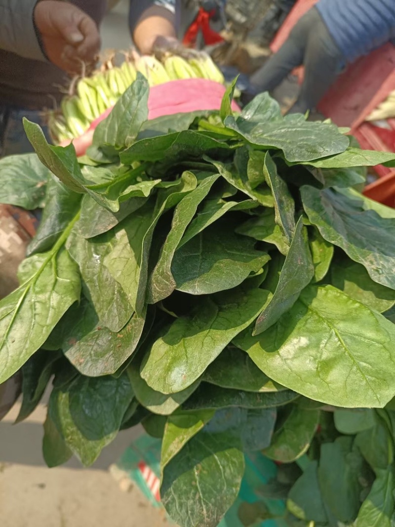 大棚精品菠菜，货源充足，发往各大市场超市专供，支持打冷