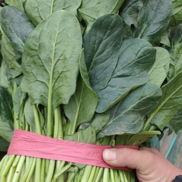 大棚精品菠菜，货源充足，发往各大市场超市专供，支持打冷