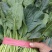 大棚精品菠菜，货源充足，发往各大市场超市专供，支持打冷