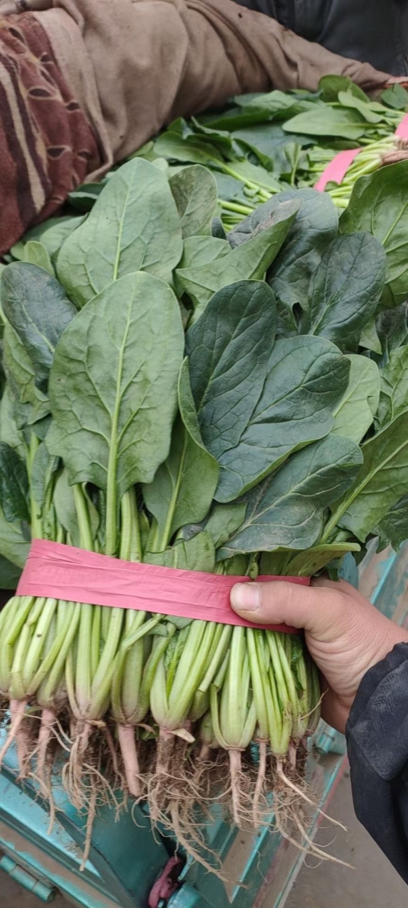 大棚精品菠菜，货源充足，发往各大市场超市专供，支持打冷