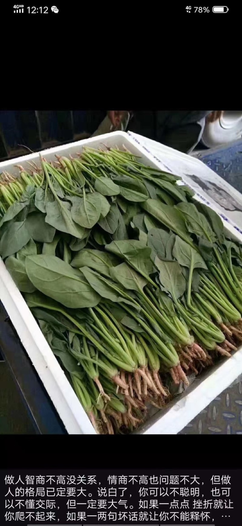 大棚精品菠菜，货源充足，发往各大市场超市专供，支持打冷
