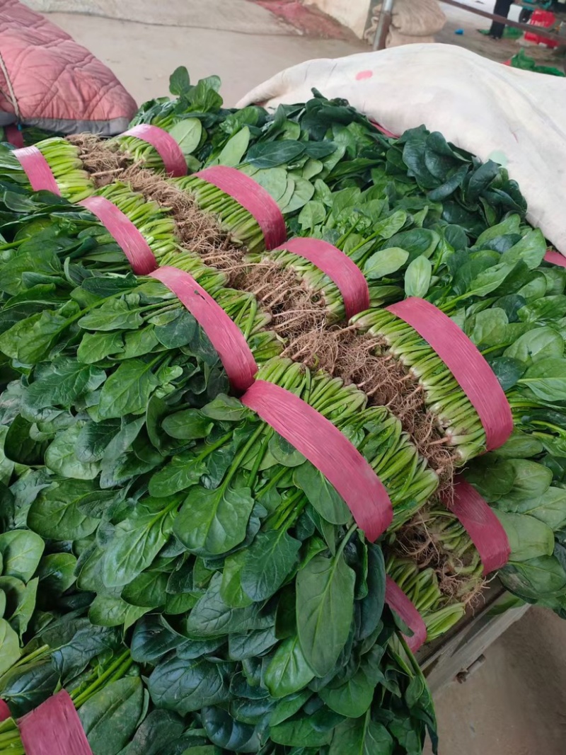 大棚精品菠菜，货源充足，发往各大市场超市专供，支持打冷