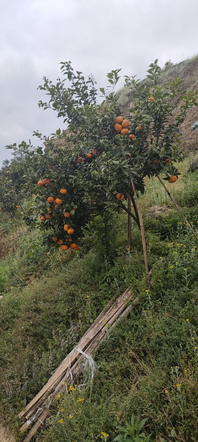 四川沃柑质量好薄皮纯甜果子质量好大型基地