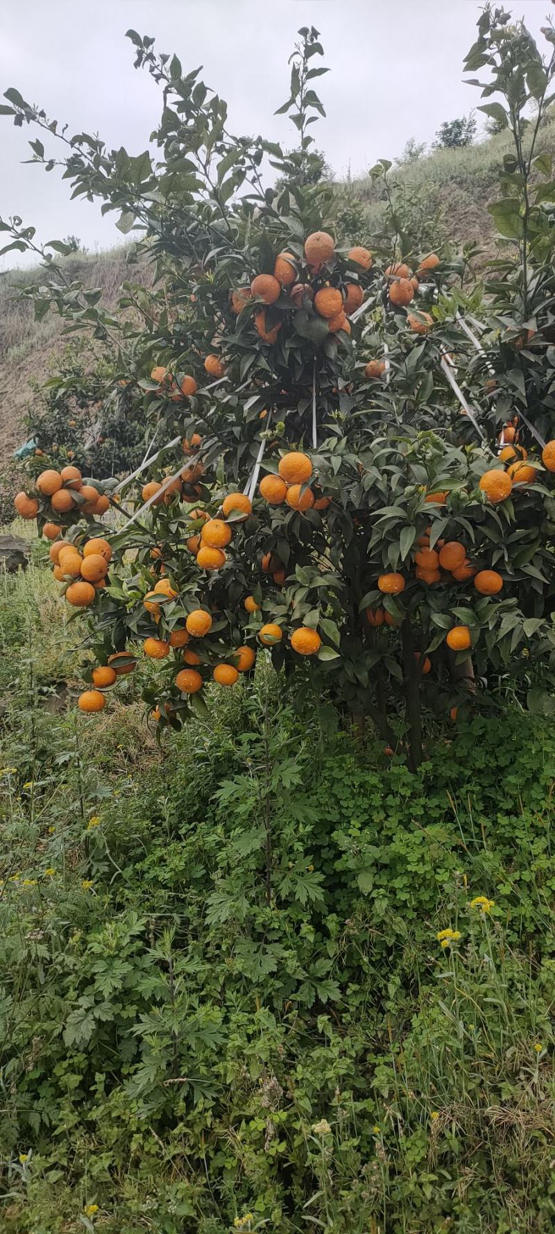 四川沃柑质量好薄皮纯甜果子质量好大型基地