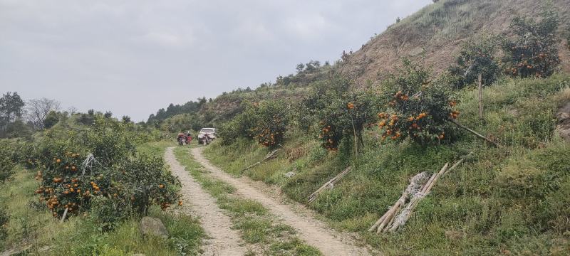 四川沃柑质量好薄皮纯甜果子质量好大型基地