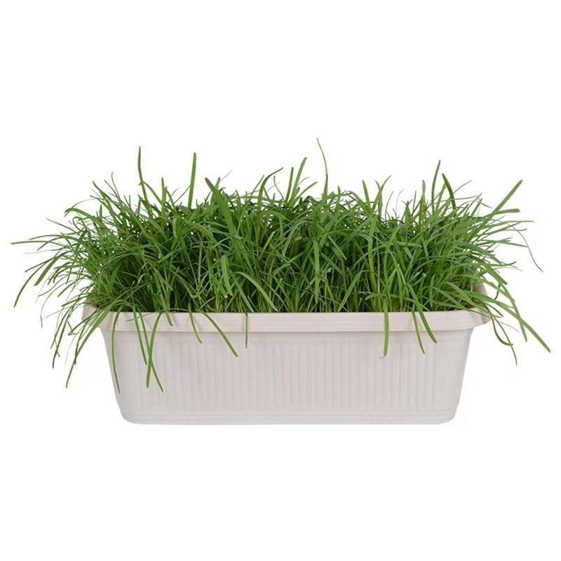 新韭菜根紫根韭菜苗蔬菜室内盆栽植物阳台种菜院里栽种蔬菜苗