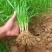 新韭菜根紫根韭菜苗蔬菜室内盆栽植物阳台种菜院里栽种蔬菜苗