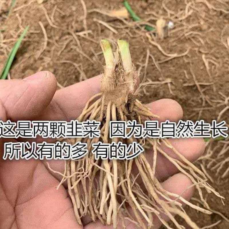 新韭菜根紫根韭菜苗蔬菜室内盆栽植物阳台种菜院里栽种蔬菜苗