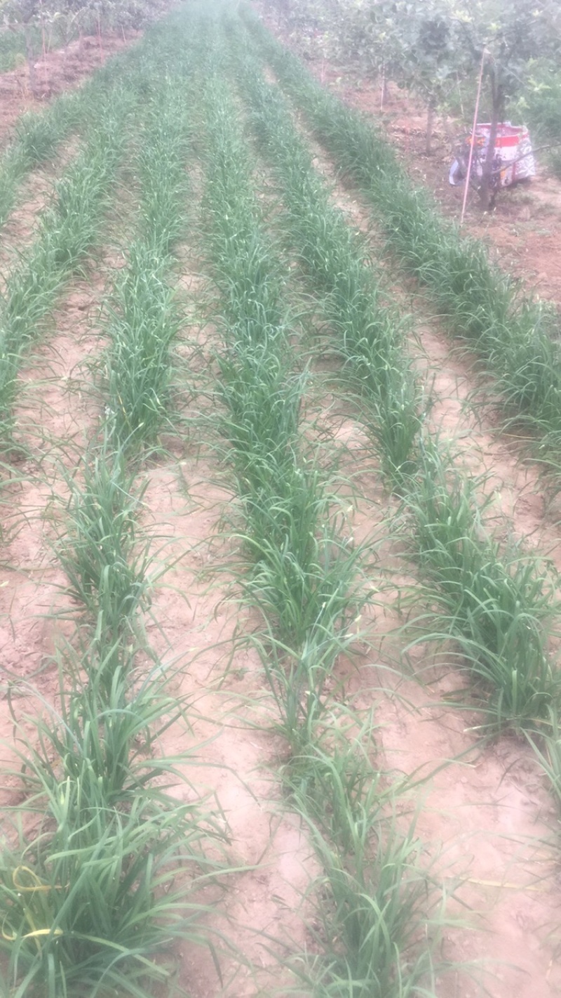 露地菜韭菜抢购地址聊城市茌平区