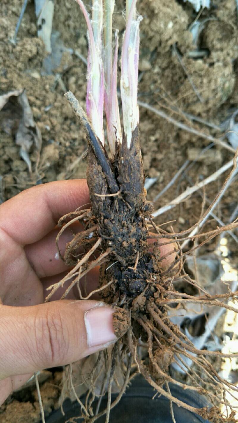 大量出售苍术苗1年2年3年生